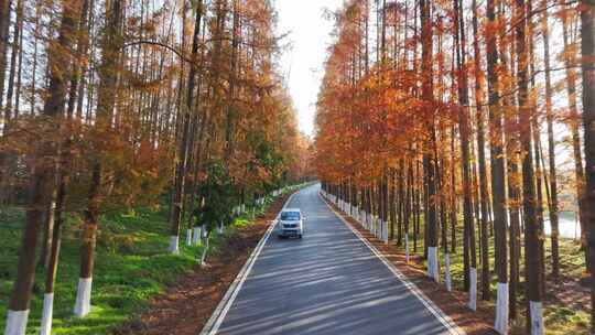 塘下公路 汽车行驶 水杉林