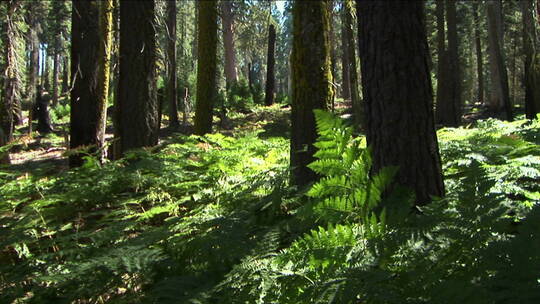 蕨类植物生长在森林里