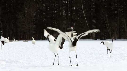 丹顶鹤飞翔，雪中漫步，跳舞 (3)