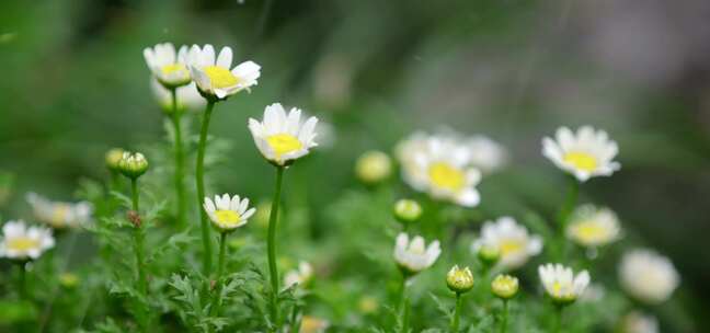 春天 细雨 小菊花 3