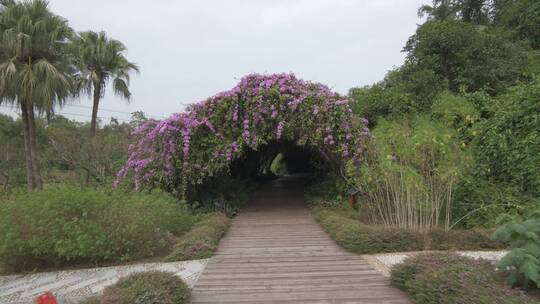 植物园的藤蔓植物绿色隧道