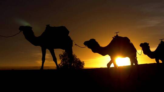 丝绸之路沙漠骆驼夕阳剪影