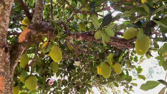 新鲜的绿色菠萝蜜挂在树上