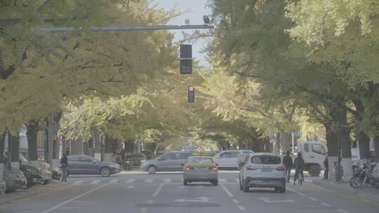 秋天城市街景LOG视频素材模板下载
