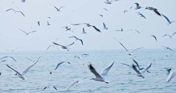 大海海面飞翔的海鸥