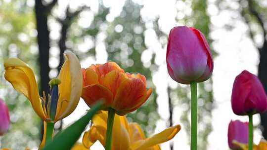 春天盛开的郁金香花海