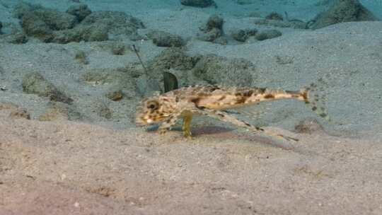 飞行Gurnard，海洋，水下，海底