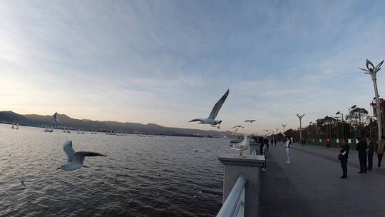 海滨飞翔的海鸟视频素材模板下载