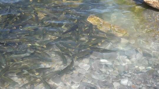 青海湖 湟鱼 动物 鱼 岸边 密集 湖水