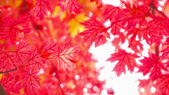 秋天风景 红枫叶