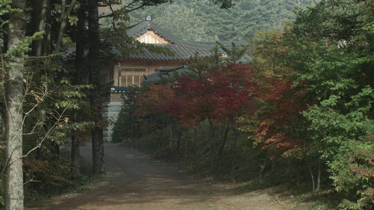 韩国五台山月精寺 深秋晨景 枫树小径视频素材模板下载