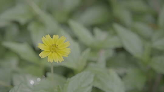 鲜花盛开蟛蜞菊4K超清视频视频素材模板下载