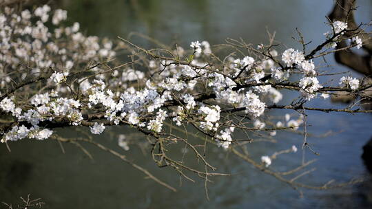 杭州西湖太子湾樱花