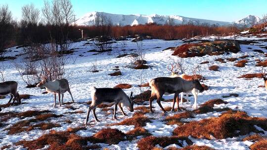 4K航拍北欧挪威塞尼亚岛野生动物鹿行走