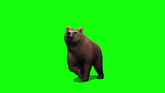 绿幕-动物-狗熊抬脚打人