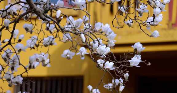 杭州法喜寺500年白玉兰盛放