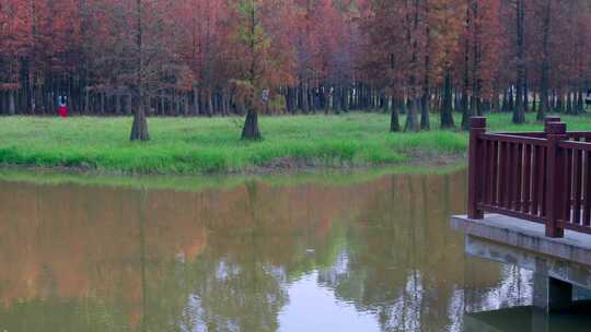 广州番禺大夫山森林公园湖畔落羽杉红叶