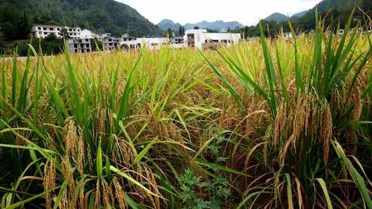 水稻稻田稻谷丰收稻穗粮食大米稻子