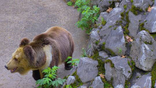 动物园大棕熊
