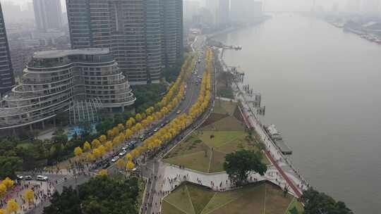 广州白鹅潭黄花风铃木盛开航拍素材