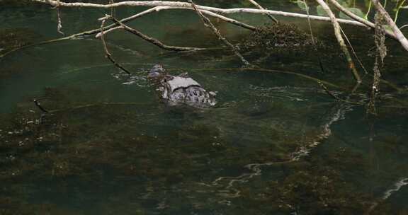 沼泽里的鳄鱼