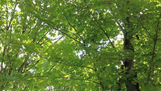 城市绿化夏日阳光树枝树叶植物鲜花实拍