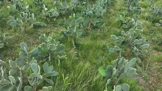 仙人掌仙人果仙人掌种植航拍加特写