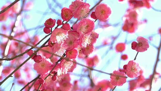 春季红色梅花景观