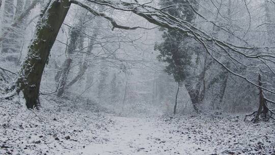 白雪覆盖的树木视频素材模板下载