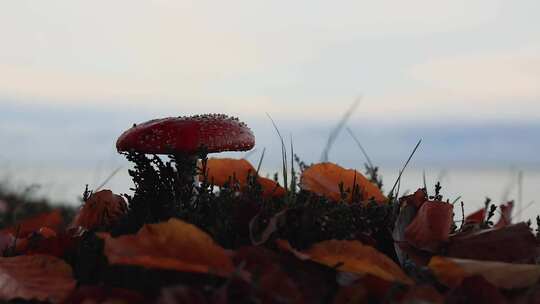 秋天野外落叶里的蘑菇