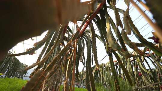 火龙果树 火龙果种植基地