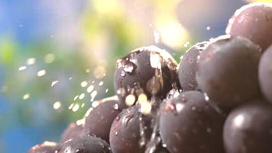 带水珠的紫葡萄特写漫动作
