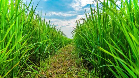鄂州农业生产稻田绿色农产品稻田滑轨延时