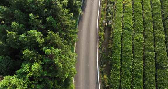 森林中的道路航拍