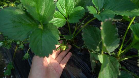 凤梨草莓 草莓 草莓叶 草莓幼苗 植物 水果