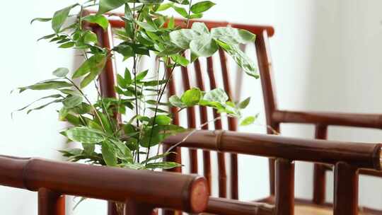 室内竹制家具与绿植