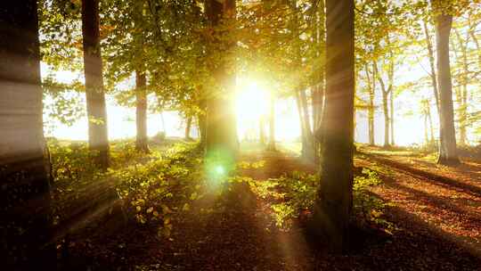 阳光日出和森林绿色天然氧吧