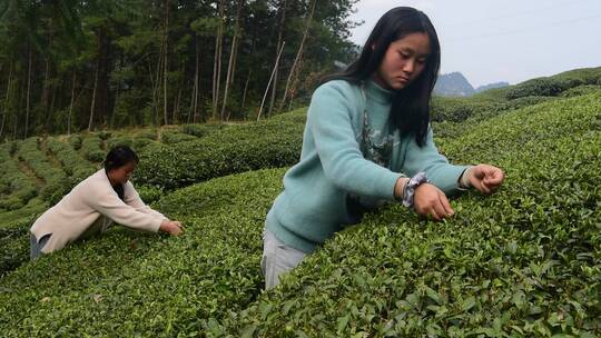 茶叶茶绿茶采茶茶山春茶茶园4K实拍