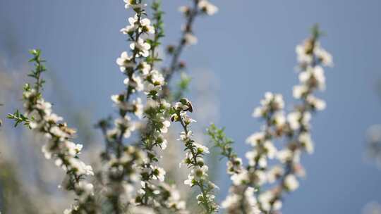 新西兰Manuka麦卢卡花丛 蜜蜂在花上采蜜