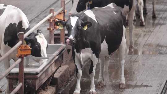 现代奶牛场内部奶牛及自动化挤奶产线