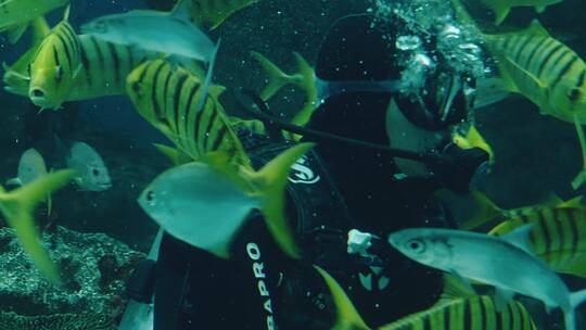 海底世界海洋公园海洋生物视频素材模板下载