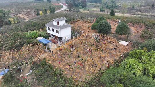 中国广西桂林市恭城瑶族自治县莲花镇柿子园