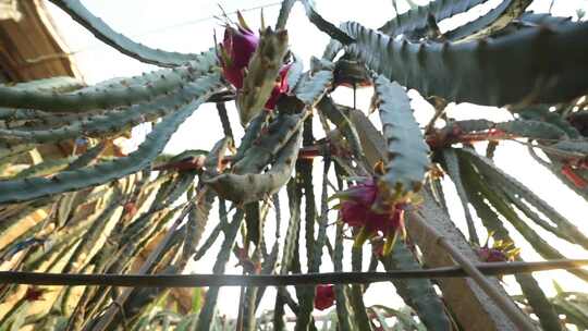 水果种植 火龙果树 火龙果种植基地