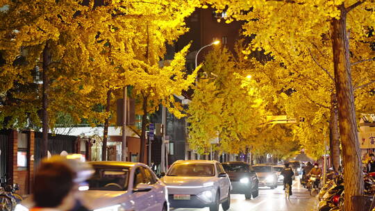 银杏树 唯美 夜景 街道 都市生活