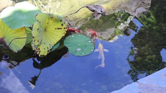 池塘里游来游去的锦鲤