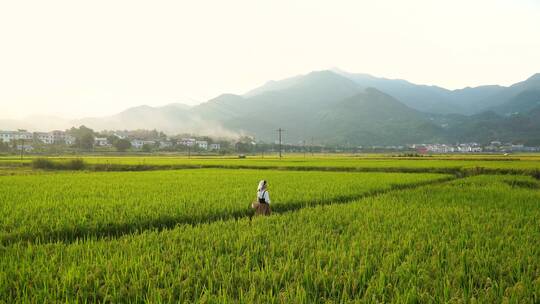 南岳衡山水帘洞风景区乡村稻田风光