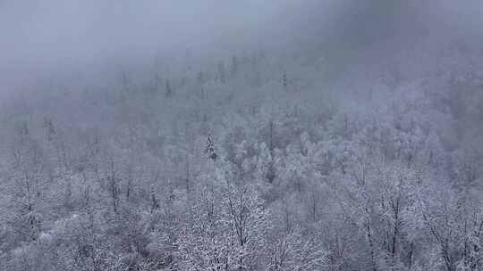 东北冬天暴雪大雪中的林海雪原