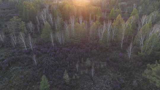 夕阳下的火山熔岩杜鹃树林