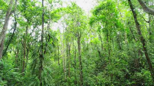 航拍西双版纳雨林风景
