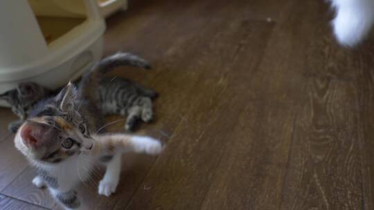 一只玩猫羽毛玩具的印花布小猫(慢动作)
